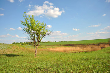 Landscape with green meadow and tree on it, blue cloudy sky on horizon, sunny day