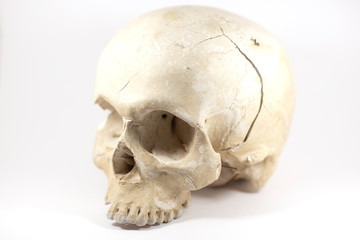 Череп из гипса