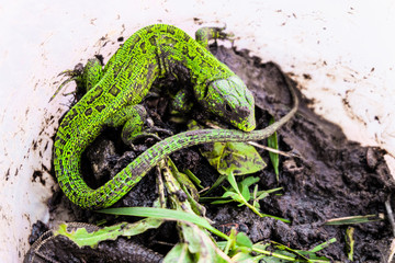 Green sand lizard on a wet soil. View on the top.
