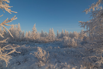  Beautiful winter landscape of tundra , frost on the branches of trees, the first snow, Arctic Circle.