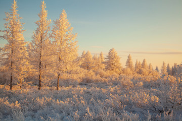  Beautiful winter landscape of tundra , frost on the branches of trees, the first snow, Arctic Circle.