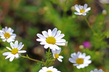 Fototapeta premium Chamomile flowers blooming in a field
