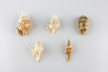 Group of seashells over white background.