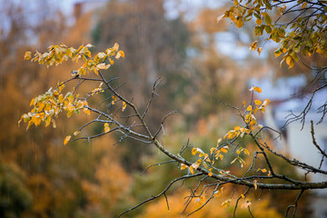bird tit sitting on a tree branch in the rain