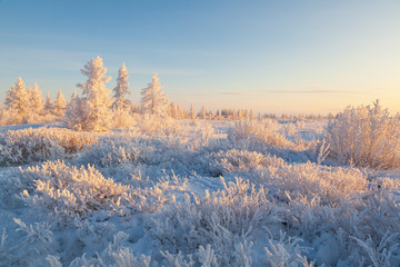  Beautiful winter landscape of tundra , frost on the branches of trees, the first snow, Arctic...