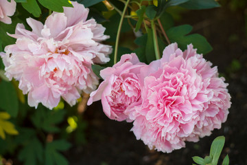 pale pink peony flower garden closeup