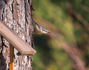 Close up wood Nuthatch or Eurasian nuthatch, climbing on larch tree trunk with head down. Green...