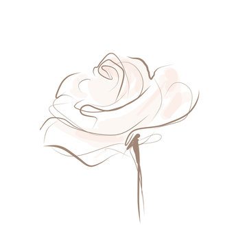 Beautiful flower, painted rose. Vector illustration