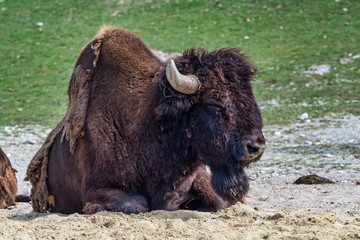 American buffalo known as bison, Bos bison in the zoo