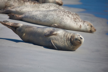 Seals on beach