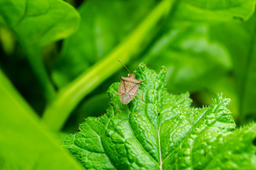 Stink Bug On Radish Leaf
