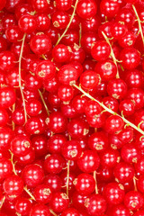 Red currants berry fruits collection food background portrait format berries fresh fruit