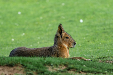 Patagonian Mara, Dolichotis patagonum are large relatives of guinea pigs