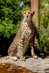 Cheetah sitting on a rock