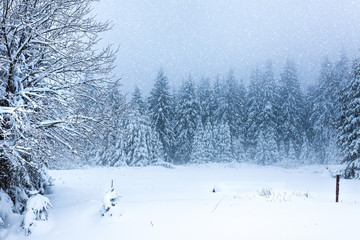 Winterwald im tiefen Schnee am Rennsteig im Thüringer Wald