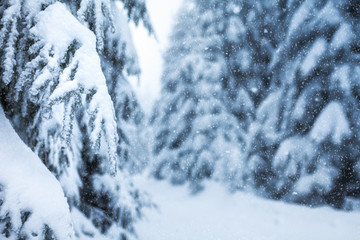 Winterwald im tiefen Schnee am Rennsteig im Thüringer Wald