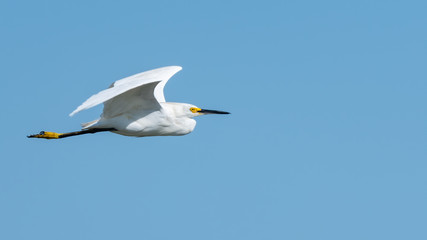 Fototapeta na wymiar A Snowy Egret in flight.