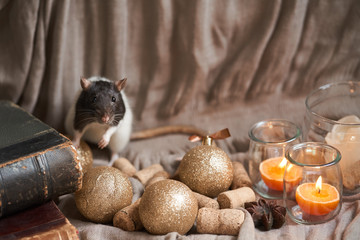 Decorative black and white rat among christmas toys and candles. 2020 new year symbol.