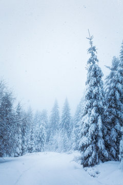 Winterwald im tiefen Schnee am Rennsteig im Th&uuml;ringer Wald