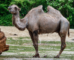 Bactrian camel, Camelus bactrianus in a german zoo