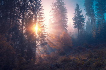 Sunlight through the foggy spruce trees forest at early morning. Mountain hill forest at autumn foggy sunrise.