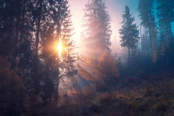Wall murals Aubergine Sunlight through the foggy spruce trees forest at early morning. Mountain hill forest at autumn foggy sunrise.