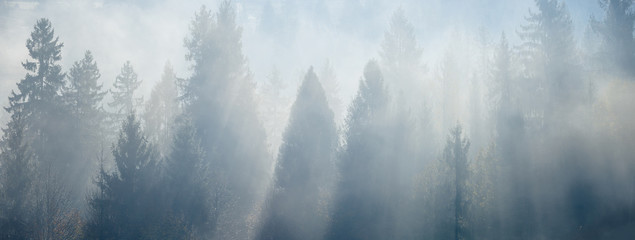 Sunlight through the foggy spruce trees at early morning. Mountain hill forest at autumn foggy sunrise. Wide panorama.