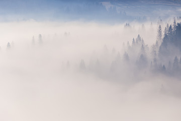 Fototapeta premium Spruce forest trees on the mountain hills sticking out through the morning fog at beautiful autumn foggy sunrise. Carpathian mountains. Ukraine.