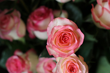 Beautiful and Fresh Bunch of Pink Rose Flower with Shades