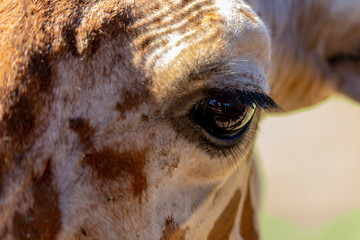 Close up of Giraffe's eye