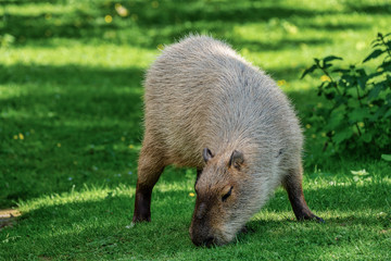 Capybara, Hydrochoerus hydrochaeris grazing on fresh green grass