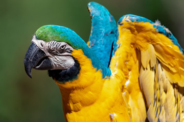 Close up of MaCaws