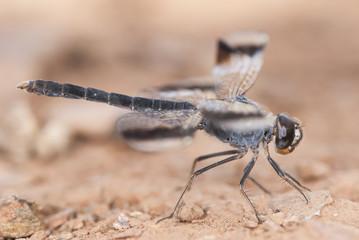 Brachythemis impartita the Northern banded groundling medium-sized male dragonfly with the typical black bands on the wings