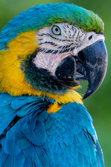 Close up of MaCaws