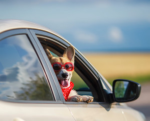 portrait of a trendy funny ginger Corgi dog puppy in sunglasses and headscarf leaning out of a car window on the road during a trip out of town