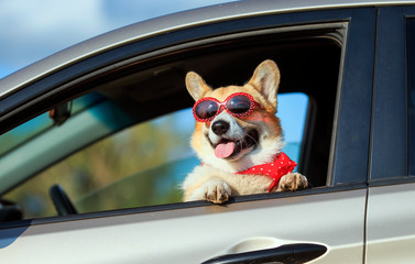 fashionable funny ginger Corgi dog puppy in sunglasses leaned out the car window on the road during...