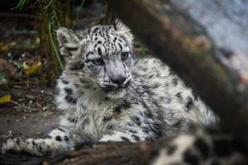 Fototapeta na wymiar Snow leopard cub (Panthera uncia). Young snow leopard.