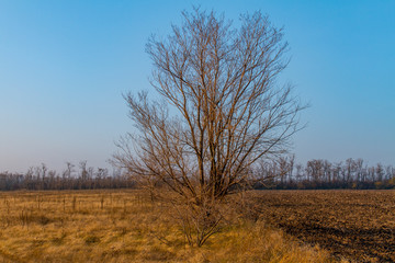 Fototapeta na wymiar Lonely tree on between arable and steppe