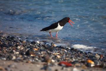 Oystercatcher on beach