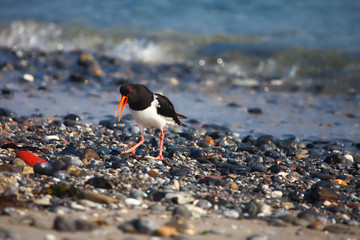 Oystercatcher on beach