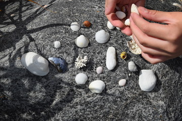 Various seashells placed on a rock by human hands.