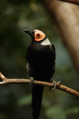The coleto (Sarcops calvus) is a starling species in the monotypic genus Sarcops, siting on the branch.