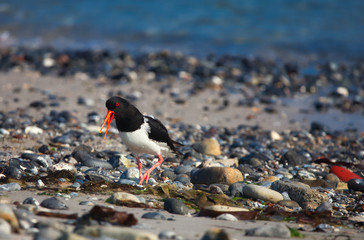 Oystercatcher on beach
