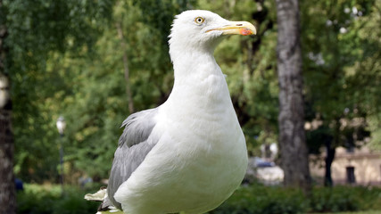 Close up of a grumpy herring gull, Larus argentatus, in a park.