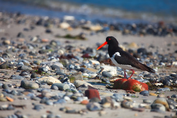 Oystercatcher on beach