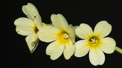 Closeup of three isolated Primula elatior or true oxlip flowers with black background.