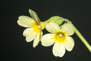 Closeup of two Primula elatior or true oxlip flowers with black background.