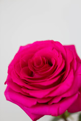Macro photo of hot pink rose petals