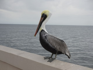 Brown pelican, Pelecanus occidentalis, on a pier