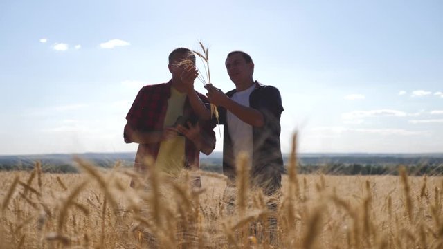 Teamwork of two farmers in a wheat field. The path to success and victory. Agricultural production. Agronomists check the quality of agricultural products